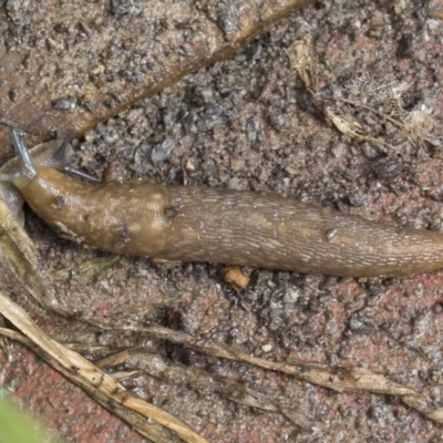 Limacus flavus (Yellow Cellar Slug) at Higgins, ACT - 30 Aug 2021 by AlisonMilton
