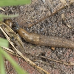 Limacus flavus at Higgins, ACT - 30 Aug 2021 12:57 PM