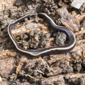 Caenoplana coerulea at Higgins, ACT - 30 Aug 2021