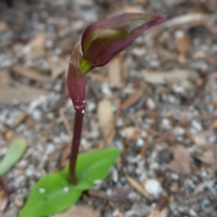 Chiloglottis sp. (A Bird/Wasp Orchid) at Ben Boyd National Park - 29 Apr 2017 by JanetRussell