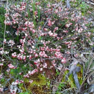 Cryptandra sp. Floriferous (W.R.Barker 4131) W.R.Barker at Hackett, ACT - suppressed