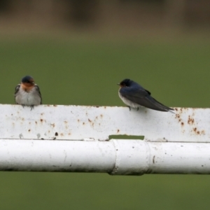 Hirundo neoxena at Hawker, ACT - 29 Aug 2021 05:09 PM