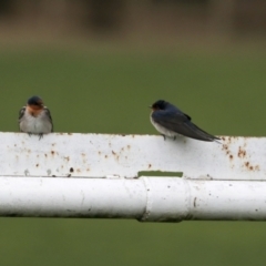 Hirundo neoxena (Welcome Swallow) at Hawker, ACT - 29 Aug 2021 by AlisonMilton