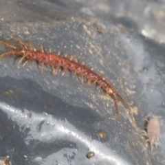 Lithobiomorpha (order) (Unidentified stone centipede) at Higgins, ACT - 30 Aug 2021 by AlisonMilton