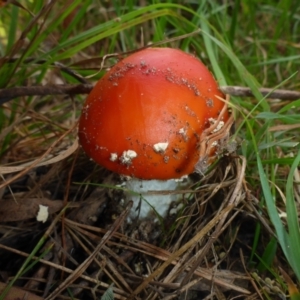 Amanita muscaria at Cathcart, NSW - 1 May 2017