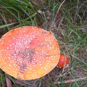 Amanita muscaria at Cathcart, NSW - 1 May 2017