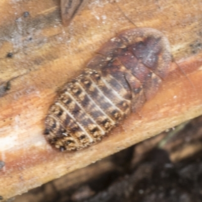 Molytria sp. (genus) (A cockroach) at Higgins, ACT - 30 Aug 2021 by AlisonMilton