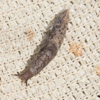 Deroceras reticulatum (Grey Field Slug) at Higgins, ACT - 30 Aug 2021 by AlisonMilton