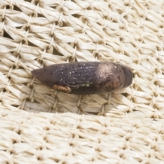 Deroceras reticulatum (Grey Field Slug) at Higgins, ACT - 30 Aug 2021 by AlisonMilton