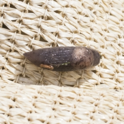 Deroceras reticulatum (Grey Field Slug) at Higgins, ACT - 30 Aug 2021 by AlisonMilton