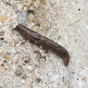 Ambigolimax sp. (valentius and waterstoni) at Higgins, ACT - 28 Aug 2021