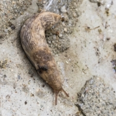 Deroceras reticulatum (Grey Field Slug) at Higgins, ACT - 28 Aug 2021 by AlisonMilton