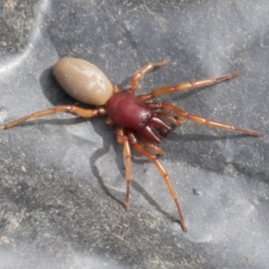 Dysdera crocata at Higgins, ACT - 30 Aug 2021 01:09 PM