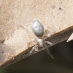 Unidentified Other hunting spider at Higgins, ACT - 30 Aug 2021 by AlisonMilton