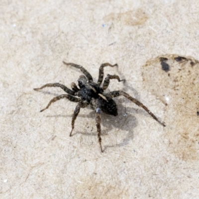 Lycosidae (family) (Wolf spider) at Higgins, ACT - 30 Aug 2021 by AlisonMilton