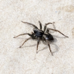 Lycosidae (family) at Higgins, ACT - 30 Aug 2021