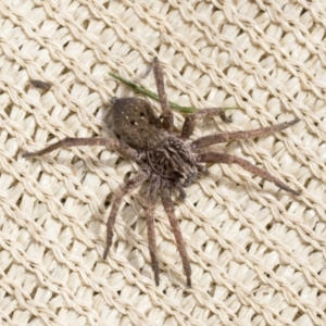 Mituliodon tarantulinus at Higgins, ACT - 30 Aug 2021