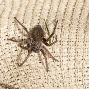 Mituliodon tarantulinus at Higgins, ACT - 30 Aug 2021 01:10 PM