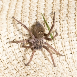 Mituliodon tarantulinus at Higgins, ACT - 30 Aug 2021 01:10 PM