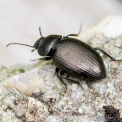 Adelium brevicorne (Bronzed field beetle) at Higgins, ACT - 28 Aug 2021 by AlisonMilton