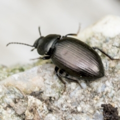 Unidentified Darkling beetle (Tenebrionidae) (TBC) at Higgins, ACT - 28 Aug 2021 by AlisonMilton