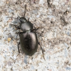 Adelium brevicorne at Higgins, ACT - 28 Aug 2021 12:44 PM