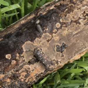 zz flat polypore - not white(ish) at Higgins, ACT - 30 Aug 2021