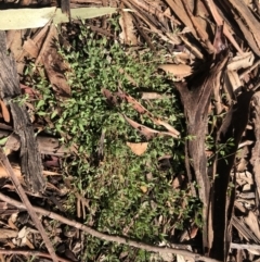 Einadia nutans (Climbing Saltbush) at Flea Bog Flat to Emu Creek Corridor - 30 Aug 2021 by Dora