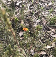 Dillwynia sp. Yetholme (P.C.Jobson 5080) NSW Herbarium at Gossan Hill - 30 Aug 2021 by Dora