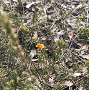 Dillwynia sp. Yetholme (P.C.Jobson 5080) NSW Herbarium at Bruce, ACT - 30 Aug 2021 11:17 AM