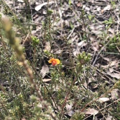 Dillwynia sp. Yetholme (P.C.Jobson 5080) NSW Herbarium at Bruce, ACT - 30 Aug 2021 by Dora