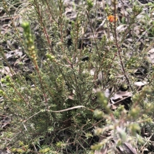 Dillwynia sp. Yetholme (P.C.Jobson 5080) NSW Herbarium at Bruce, ACT - 30 Aug 2021 11:17 AM