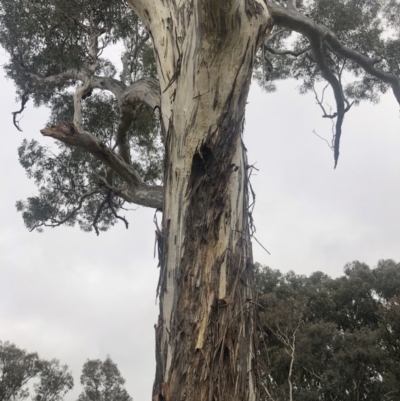 Eucalyptus melliodora (Yellow Box) at Flea Bog Flat to Emu Creek Corridor - 30 Aug 2021 by Dora