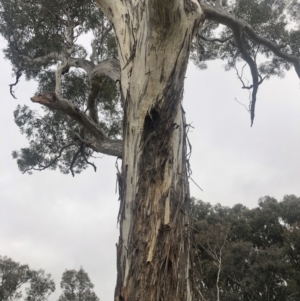Eucalyptus melliodora at Belconnen, ACT - 30 Aug 2021