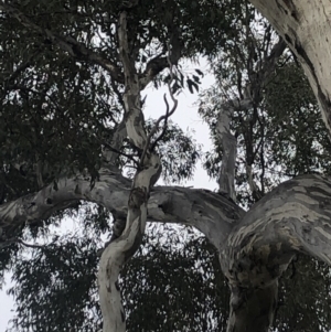 Eucalyptus melliodora at GG30 - 30 Aug 2021