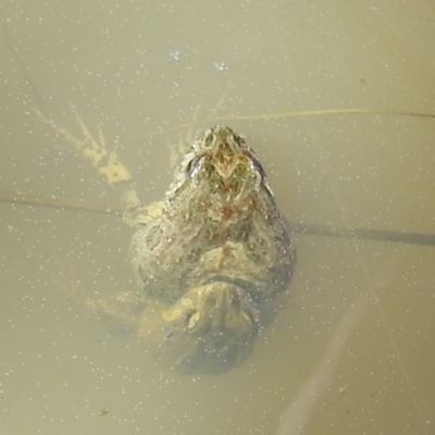 Crinia sp. (genus) (A froglet) at Lions Youth Haven - Westwood Farm A.C.T. - 30 Aug 2021 by HelenCross