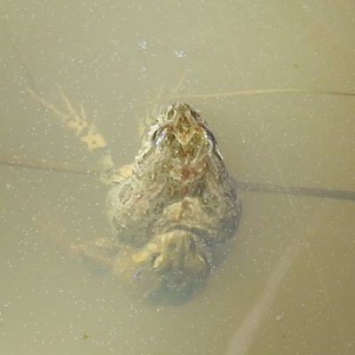 Crinia sp. (genus) (A froglet) at Lions Youth Haven - Westwood Farm - 30 Aug 2021 by HelenCross