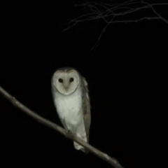 Tyto alba at Kambah, ACT - 30 Aug 2021 09:34 PM