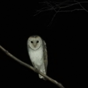 Tyto alba at Kambah, ACT - 30 Aug 2021