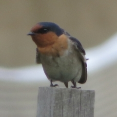 Hirundo neoxena (Welcome Swallow) at Griffith, ACT - 30 Aug 2021 by RobParnell