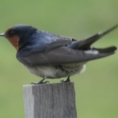 Hirundo neoxena at Griffith, ACT - 30 Aug 2021 03:12 PM