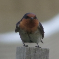 Hirundo neoxena at Griffith, ACT - 30 Aug 2021 03:12 PM