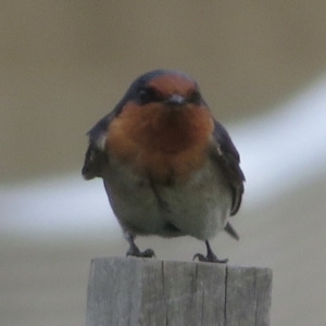 Hirundo neoxena at Griffith, ACT - 30 Aug 2021 03:12 PM