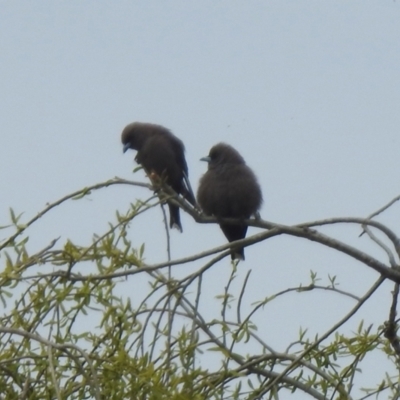 Artamus cyanopterus cyanopterus (Dusky Woodswallow) at Hume, ACT - 30 Aug 2021 by RodDeb