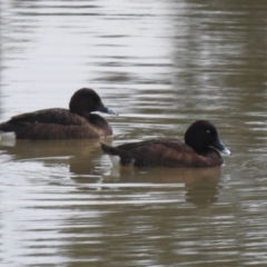 Aythya australis (Hardhead) at Hume, ACT - 30 Aug 2021 by RodDeb