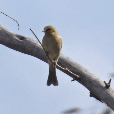 Ptilotula fusca (Fuscous Honeyeater) at Hume, ACT - 30 Aug 2021 by RodDeb