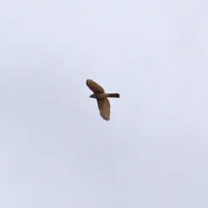 Accipiter cirrocephalus at Hume, ACT - 30 Aug 2021