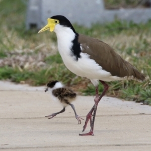 Vanellus miles at Hume, ACT - 30 Aug 2021 01:32 PM