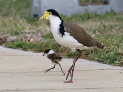 Vanellus miles (Masked Lapwing) at Hume, ACT - 30 Aug 2021 by RodDeb