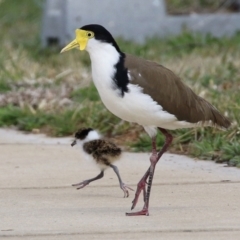 Vanellus miles (Masked Lapwing) at Hume, ACT - 30 Aug 2021 by RodDeb